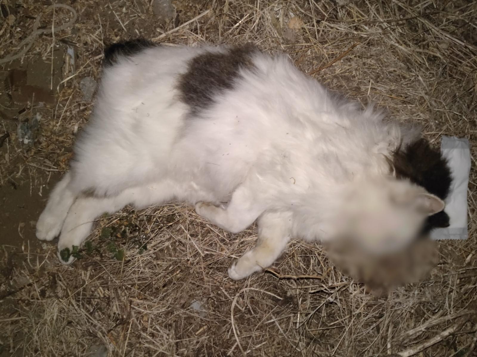 目撃された猫 目撃された猫