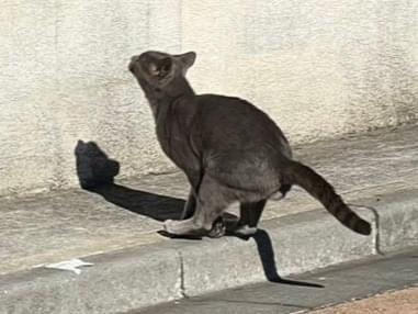 目撃された猫 目撃された猫