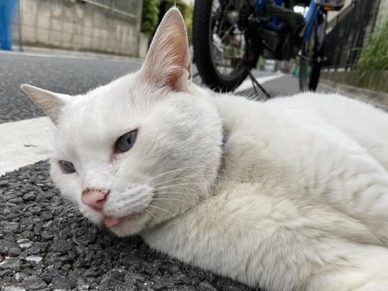 目撃された猫 目撃された猫