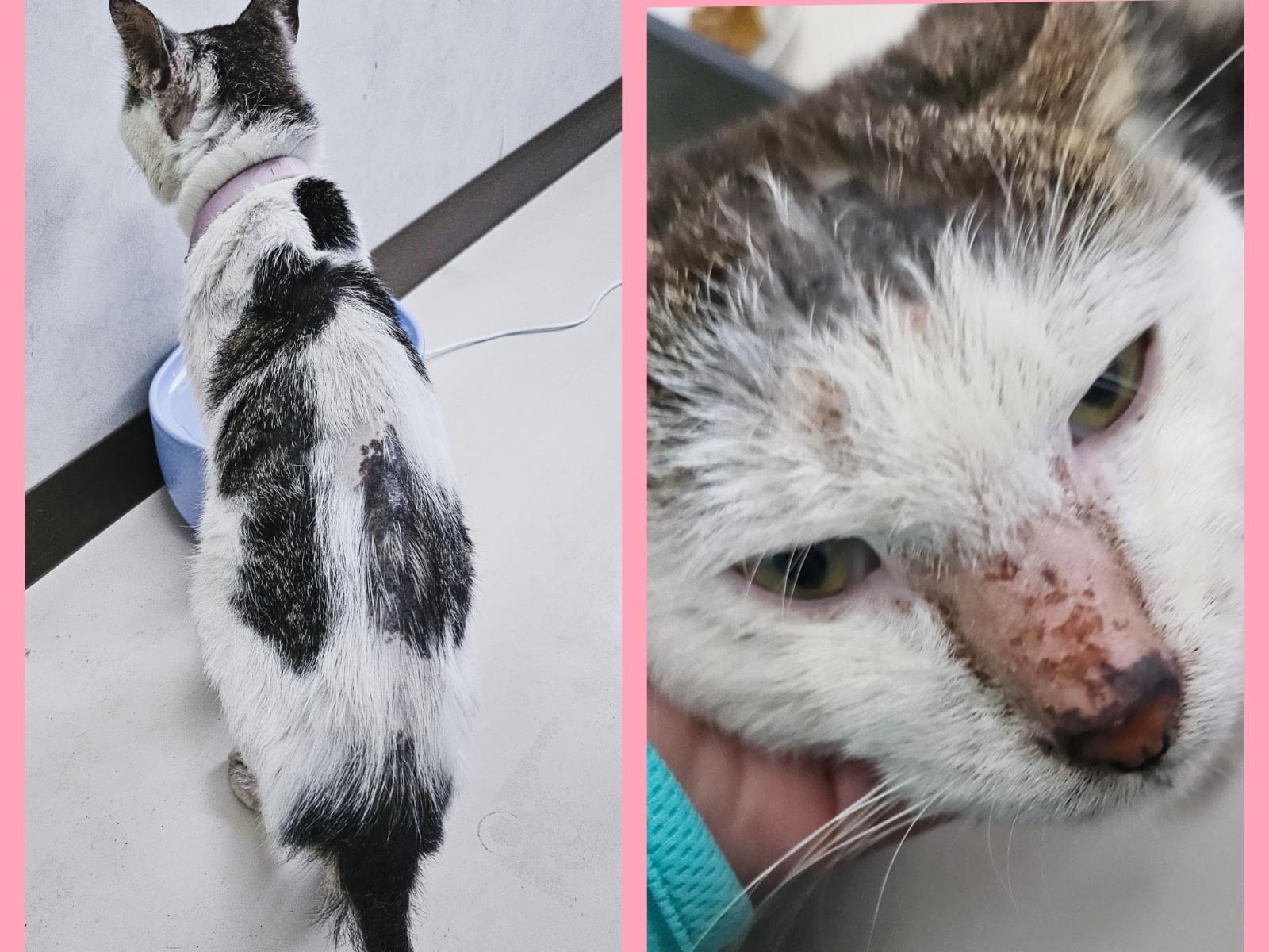 保護された猫 保護された猫