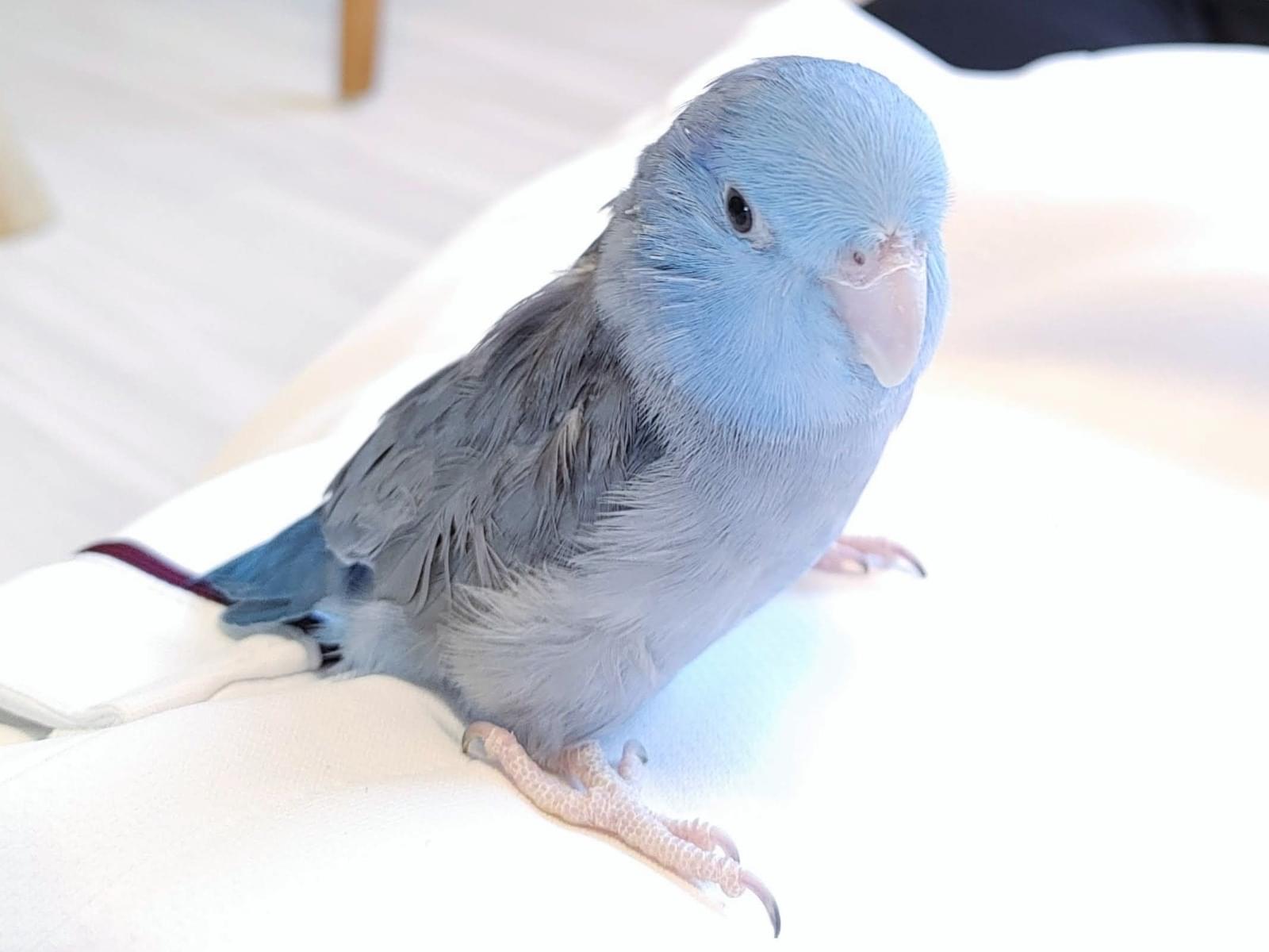 ソラちゃん ソラちゃん