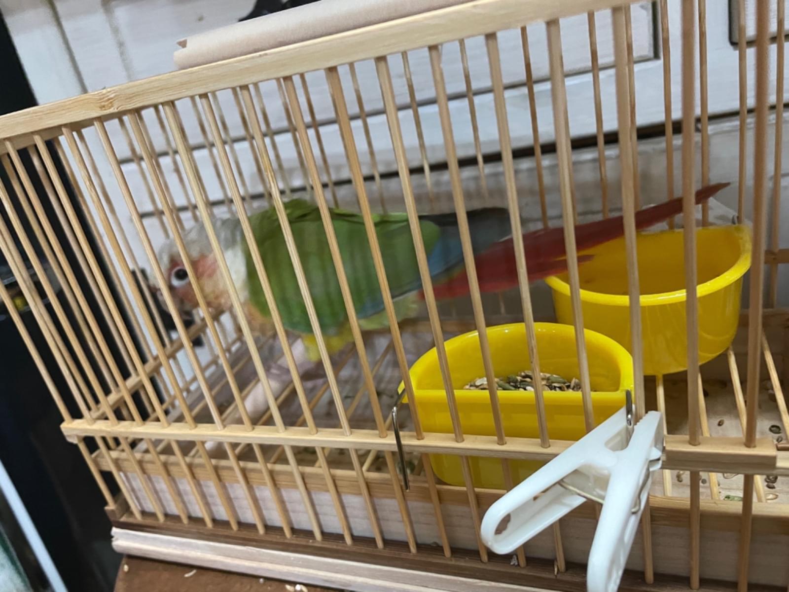 保護された鳥 保護された鳥