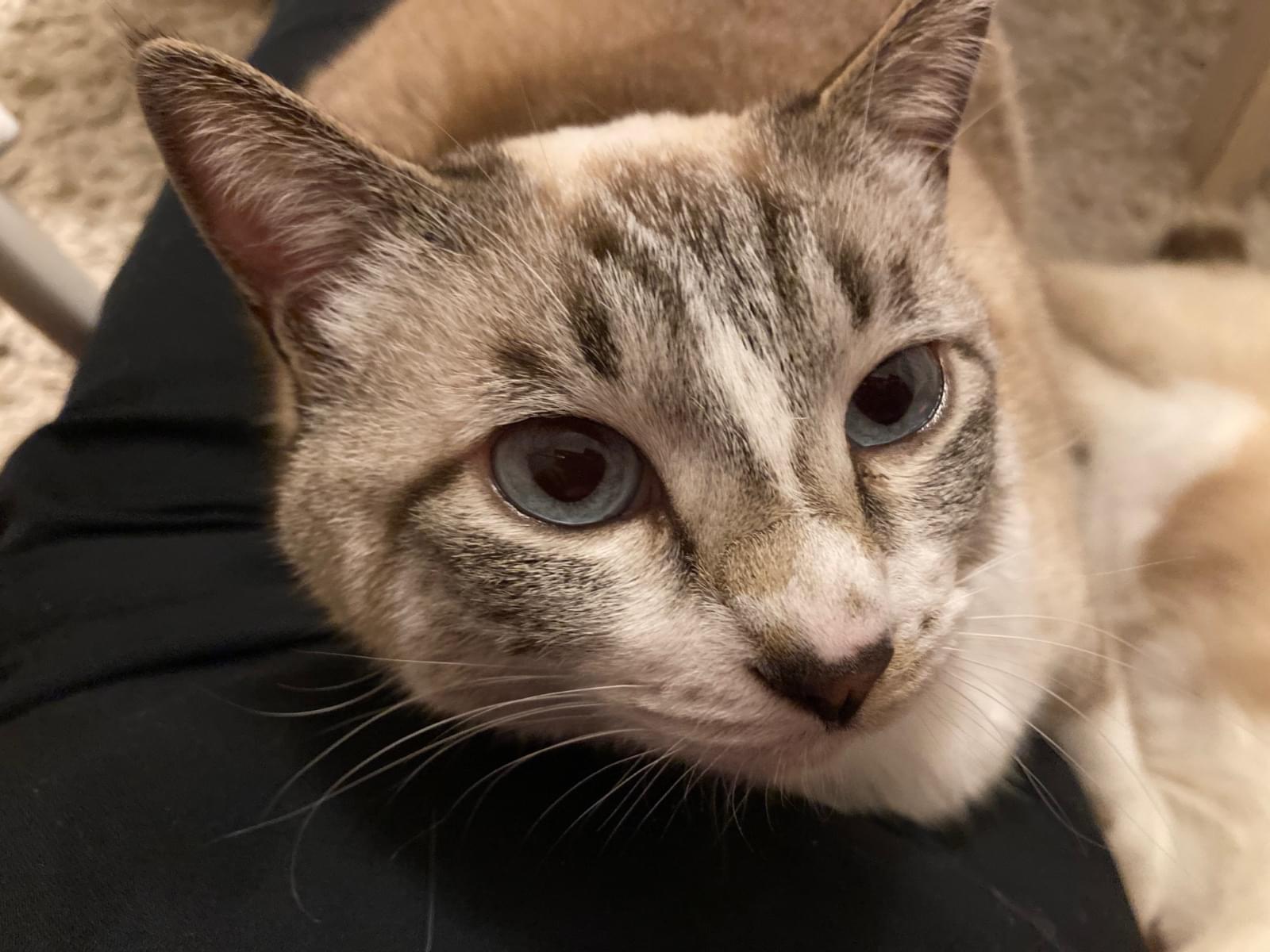 レアちゃん レアちゃん