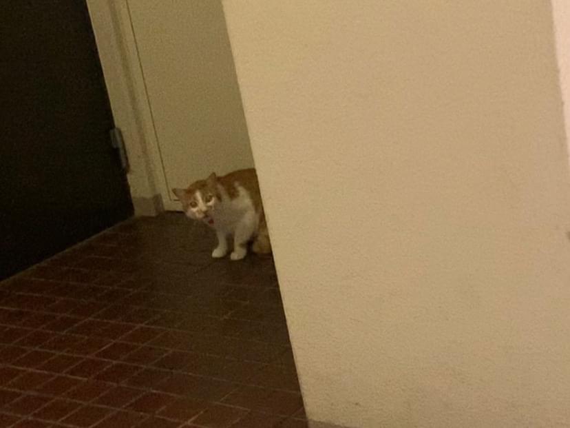 目撃された猫 目撃された猫
