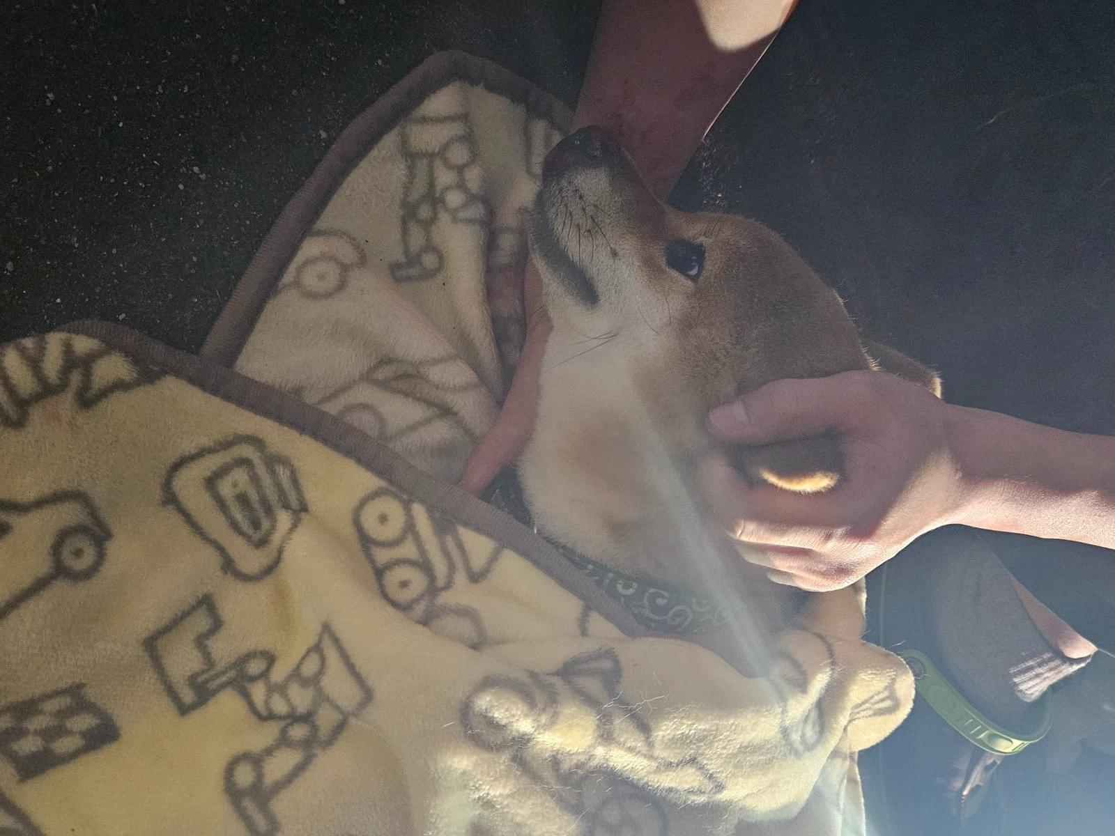 保護された犬 保護された犬