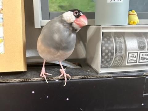ゴマちゃん ゴマちゃん