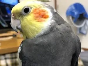 オカメインコ(ノーマル)