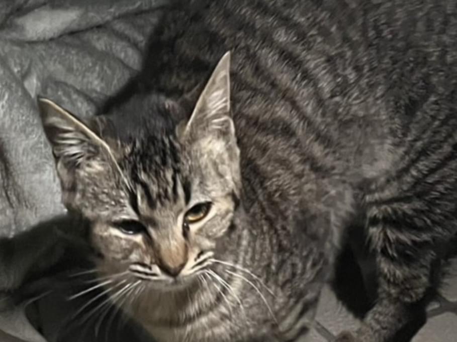 保護された猫 保護された猫