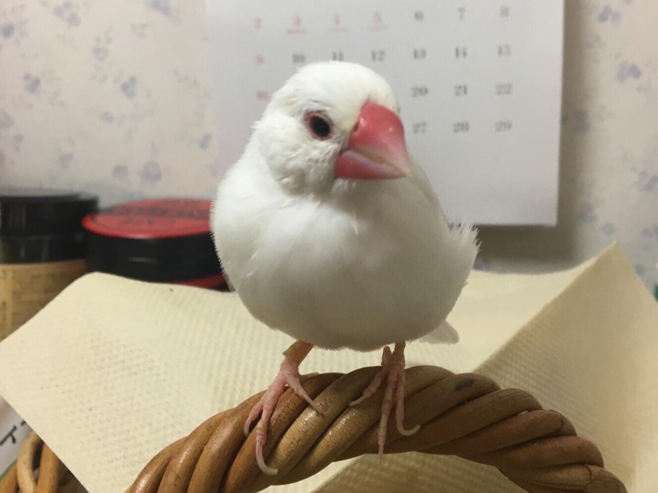 ぴーちゃん ぴーちゃん