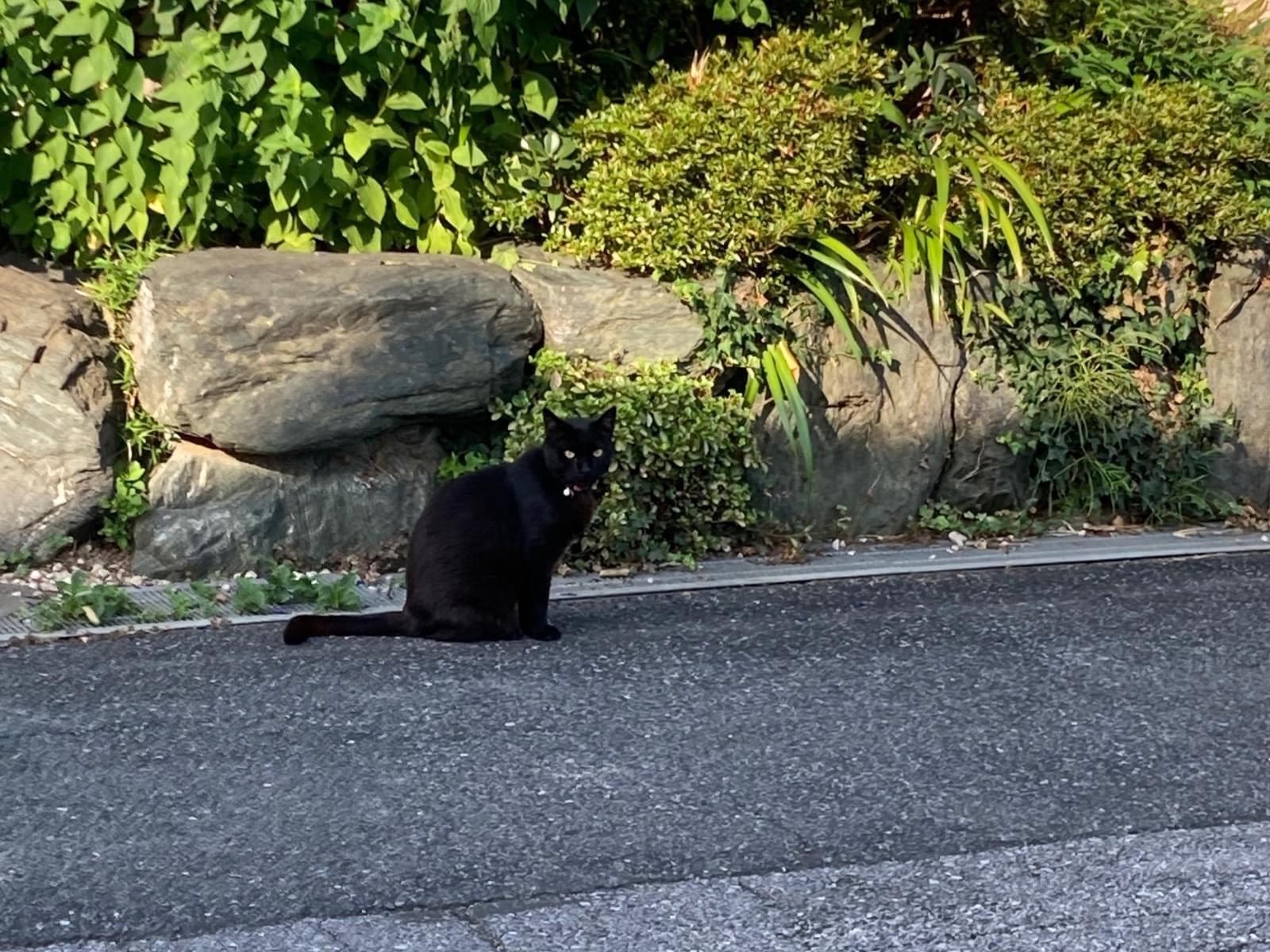 目撃された猫 目撃された猫
