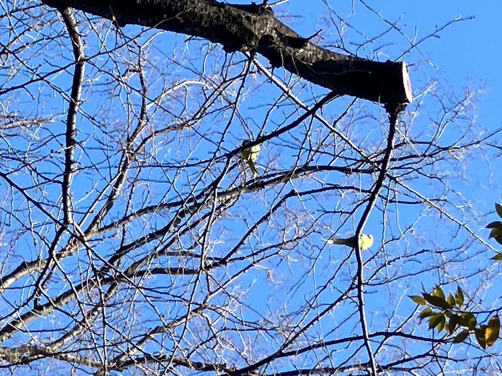 目撃された鳥 目撃された鳥
