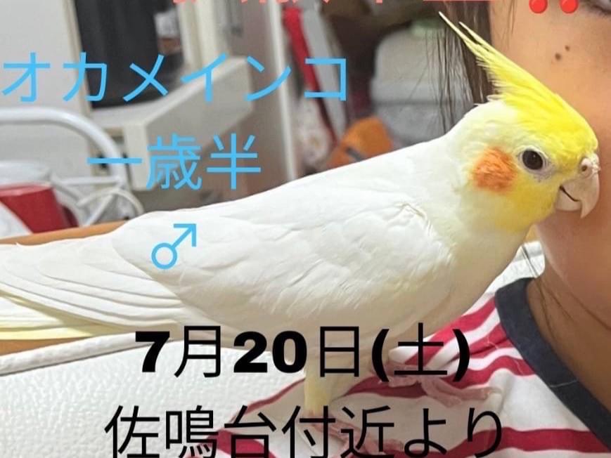 フクちゃん フクちゃん