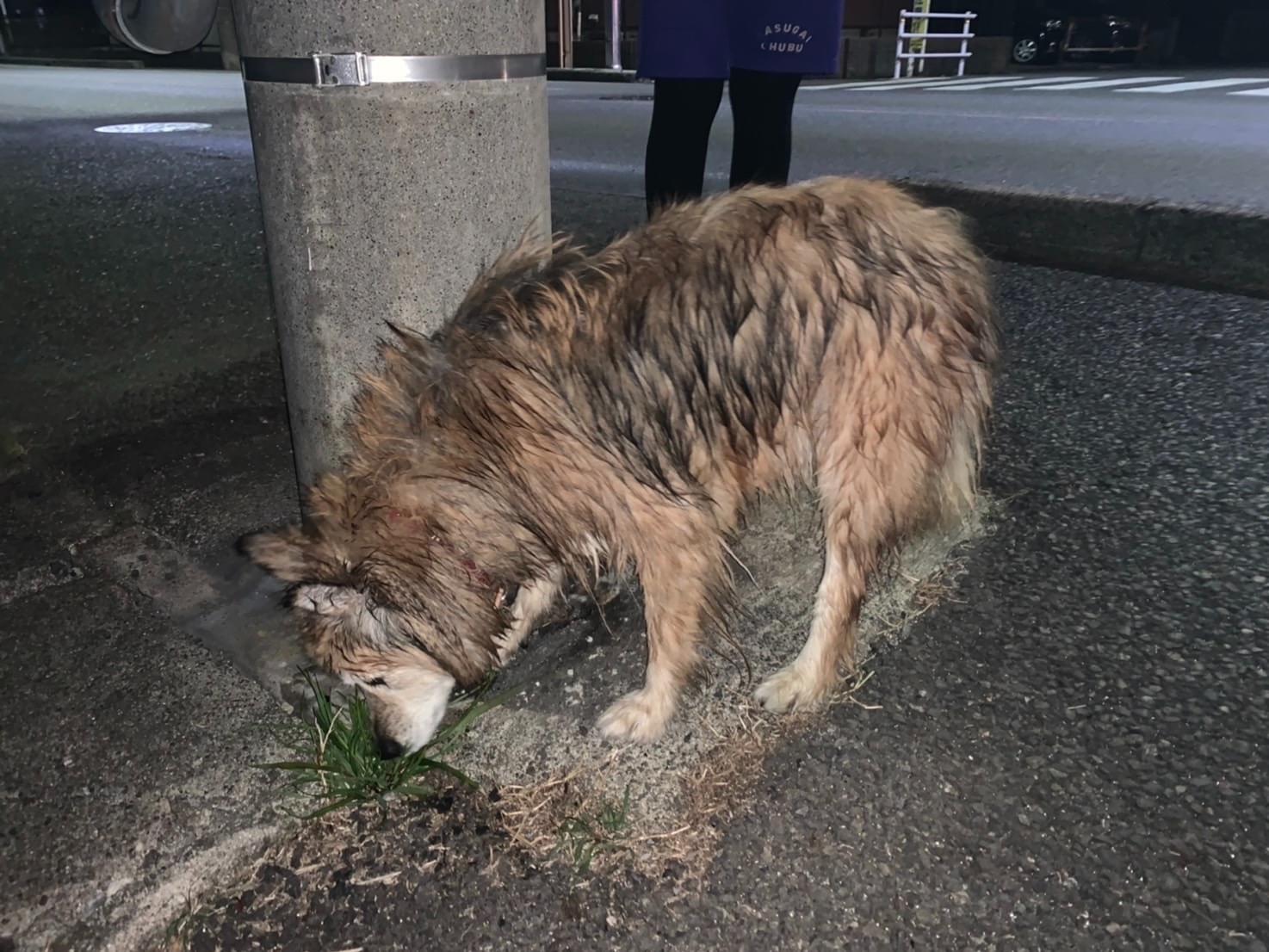 保護された犬 保護された犬