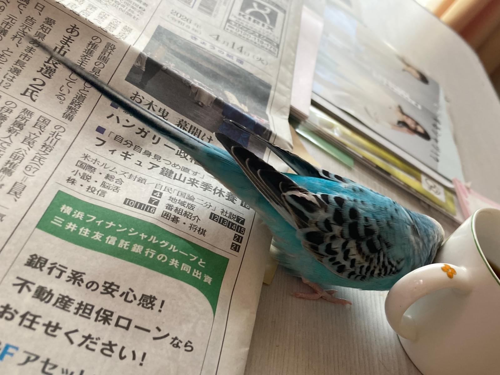 さんちゃん