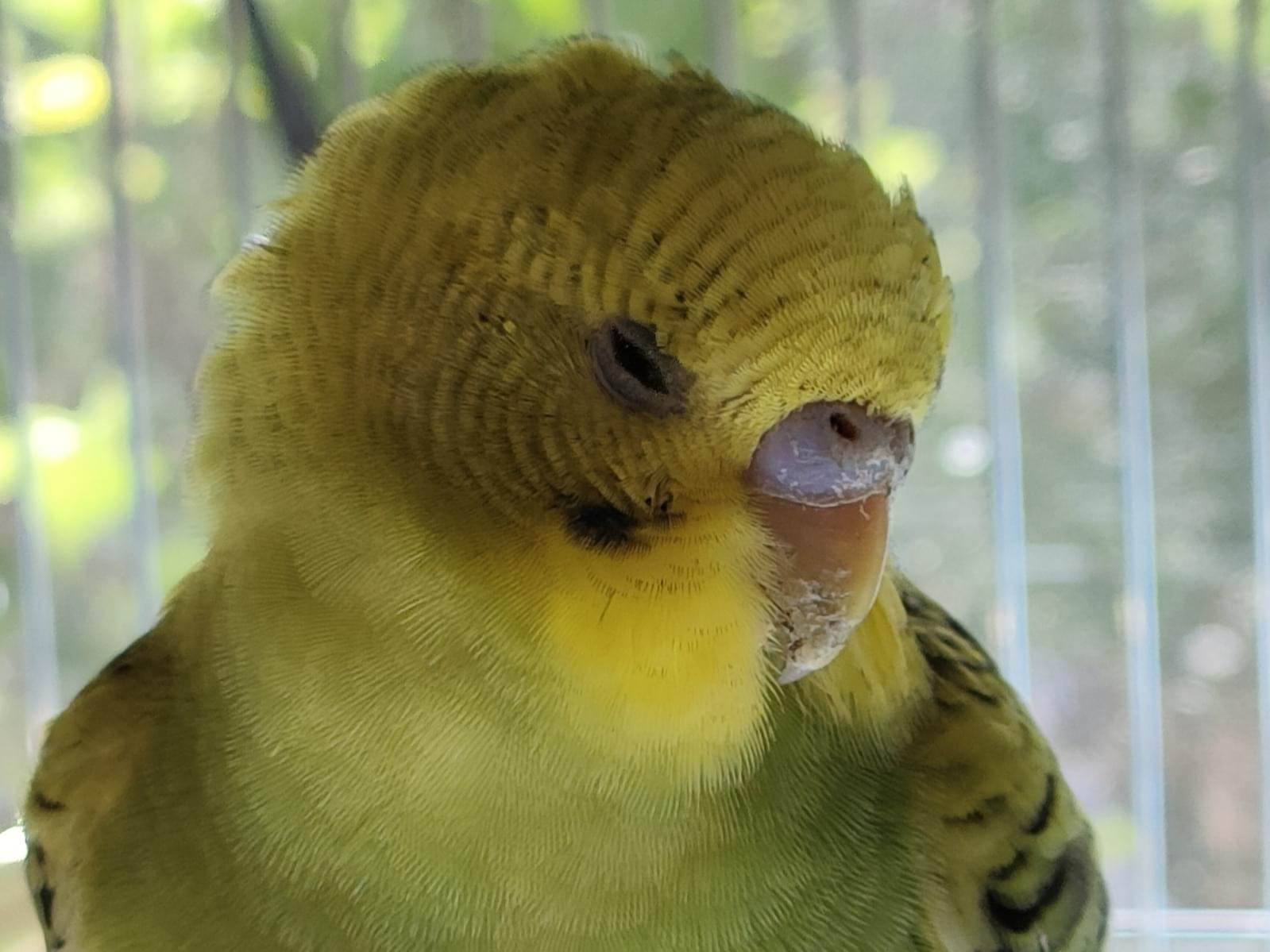 保護された鳥 保護された鳥