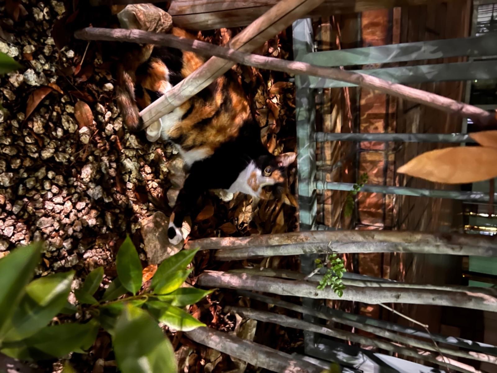 目撃された猫 目撃された猫