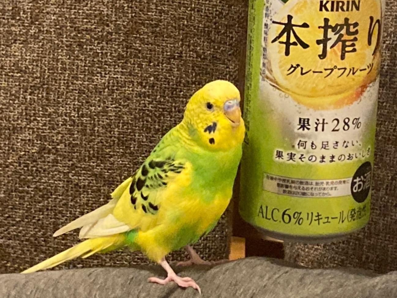 ピッピーちゃん ピッピーちゃん