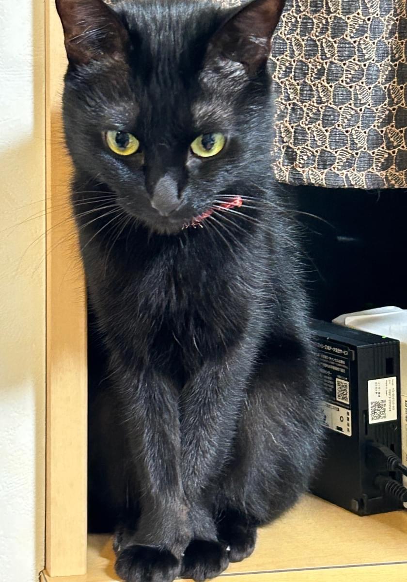 尻尾が半分に折れ曲がった黒猫