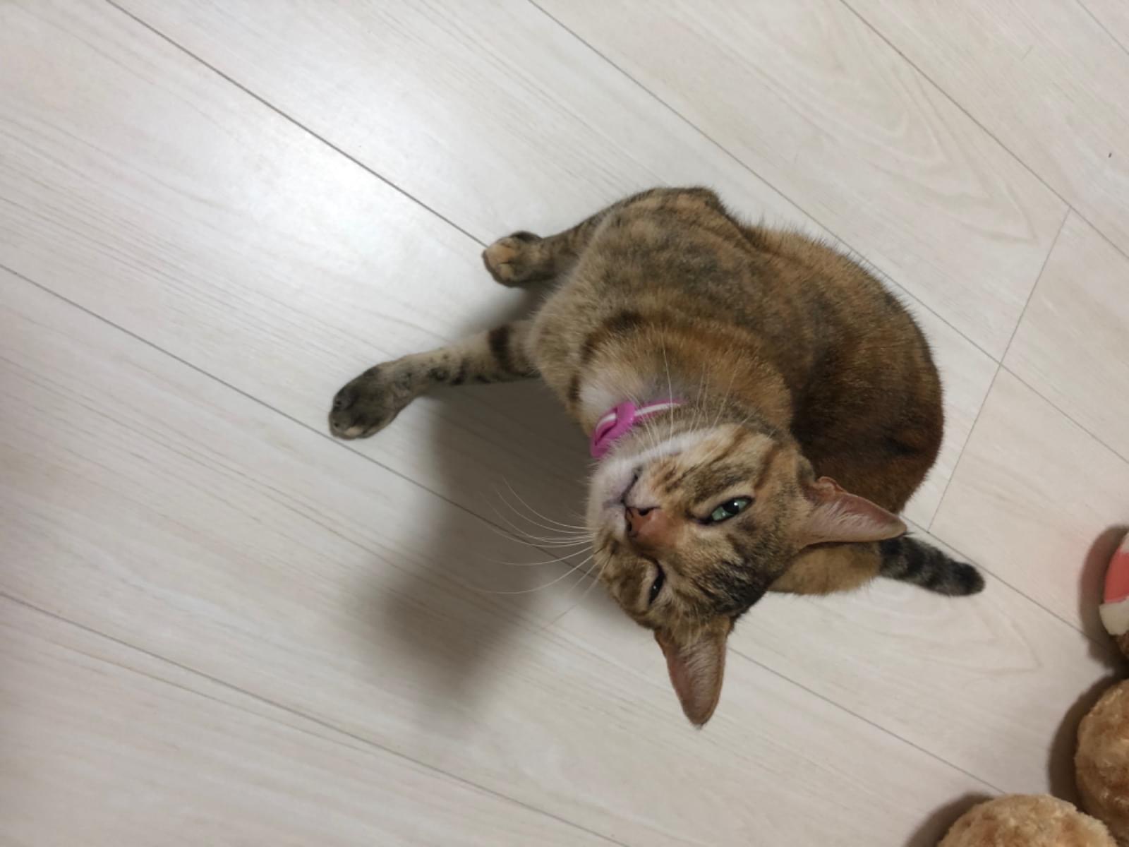 保護された猫 保護された猫