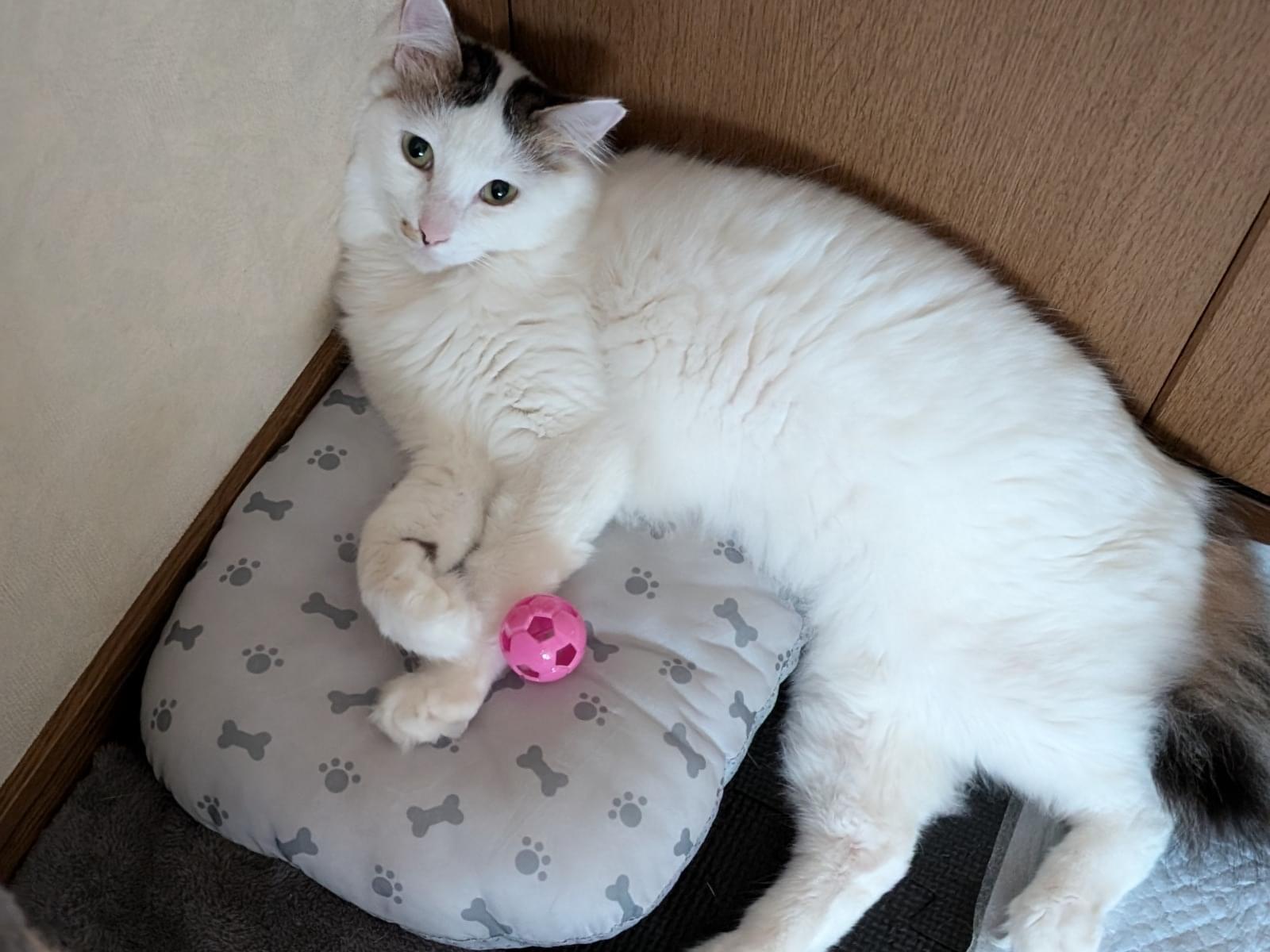 マリーちゃん マリーちゃん