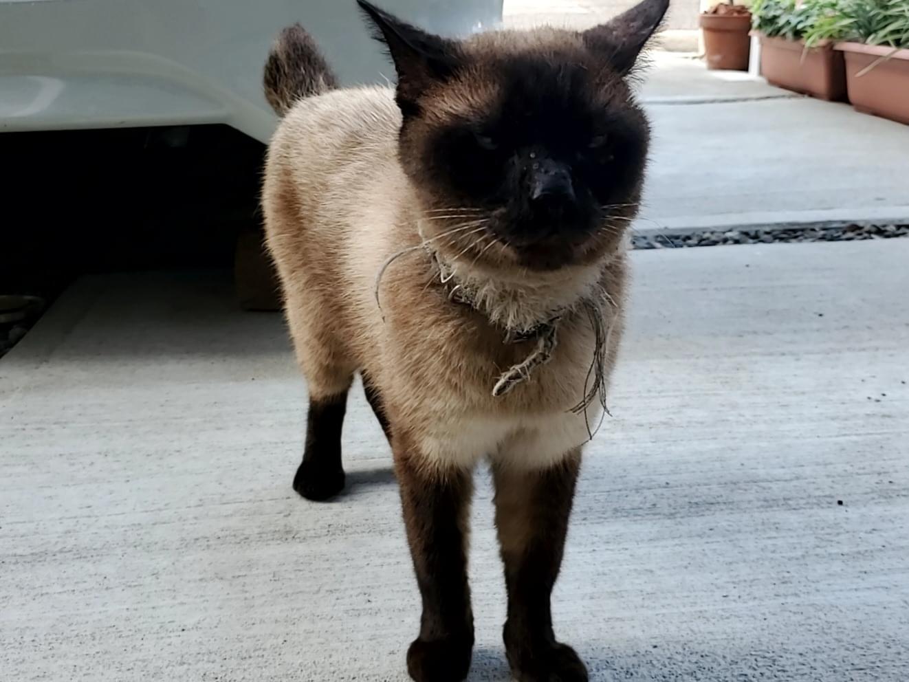 保護された猫 保護された猫