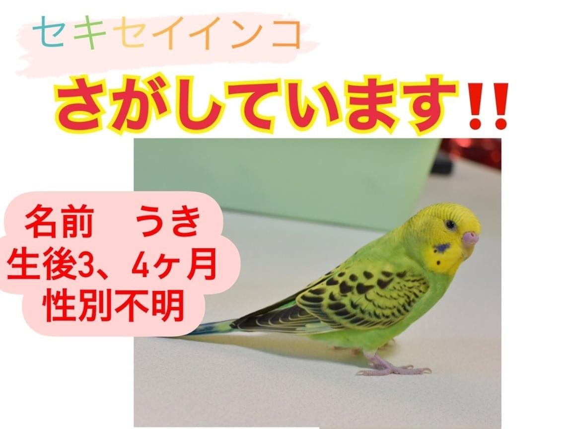 うきちゃん うきちゃん