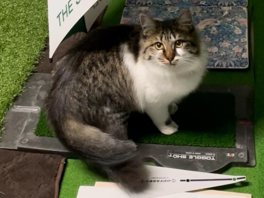 モモちゃん モモちゃん