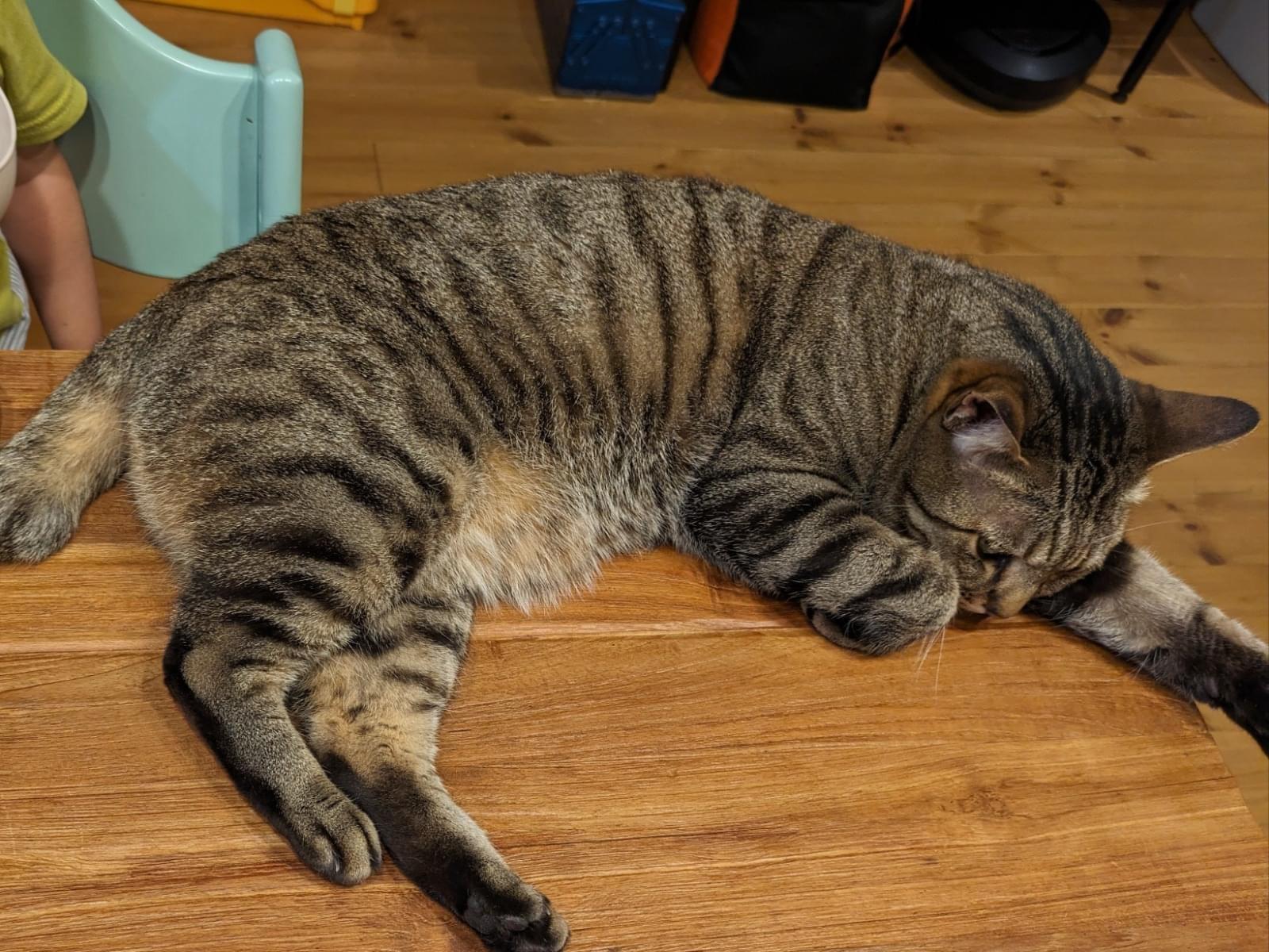 はなちゃん はなちゃん