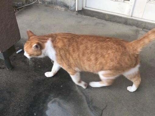 ニャーゴちゃん ニャーゴちゃん