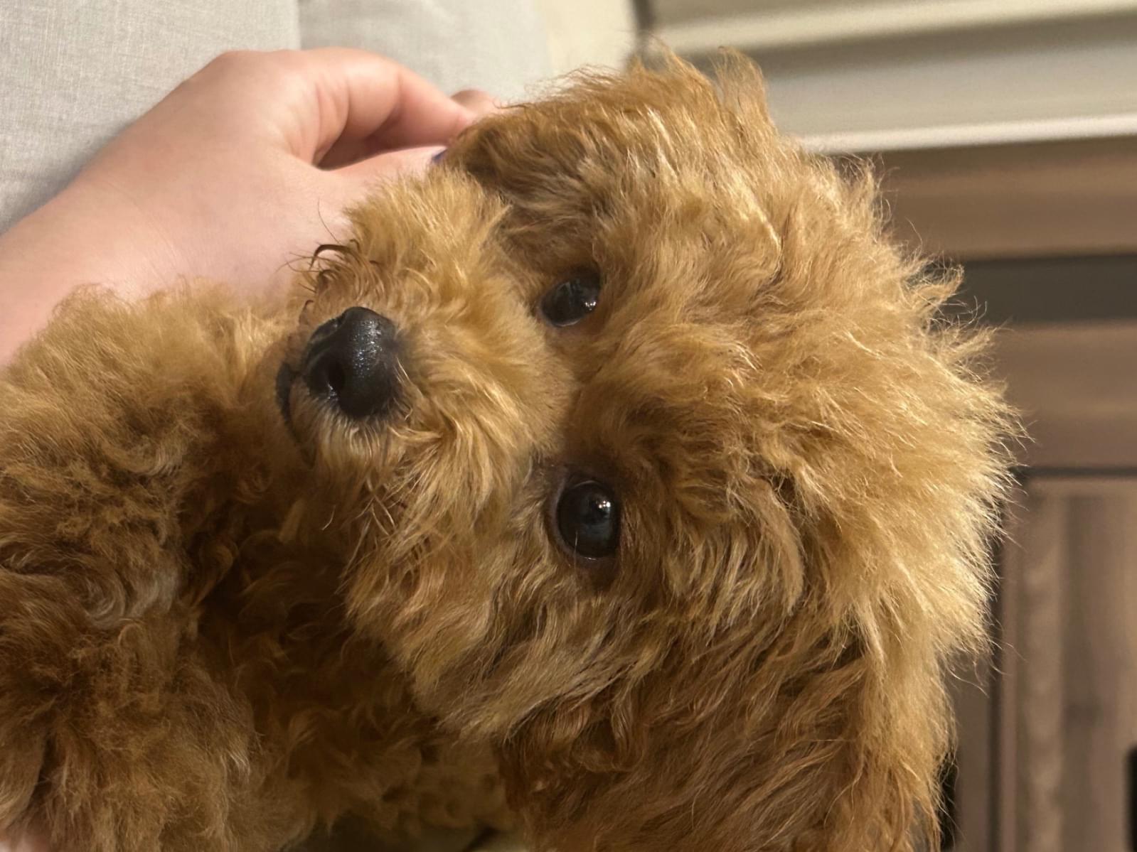 玄ちゃん 玄ちゃん