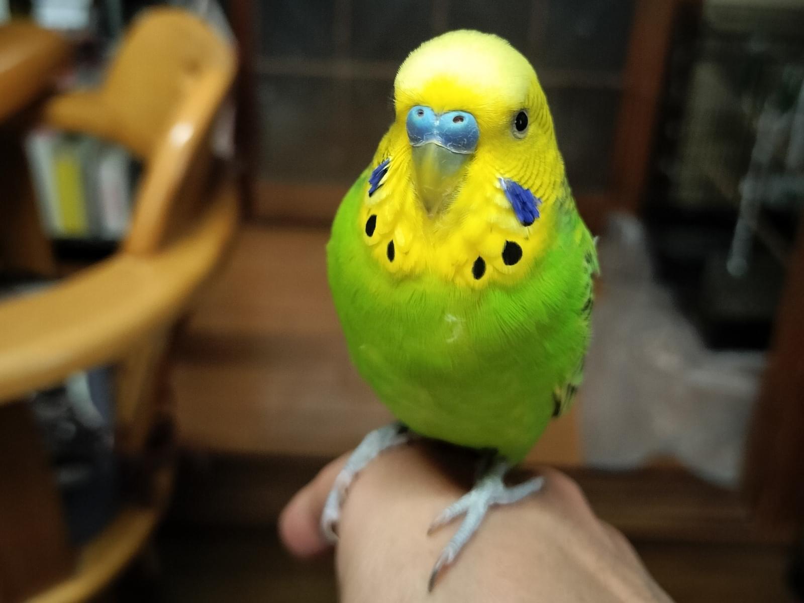 ぴぴちゃん ぴぴちゃん