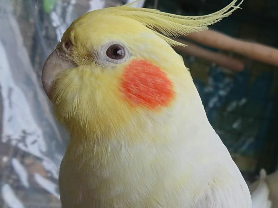 ペコちゃん ペコちゃん