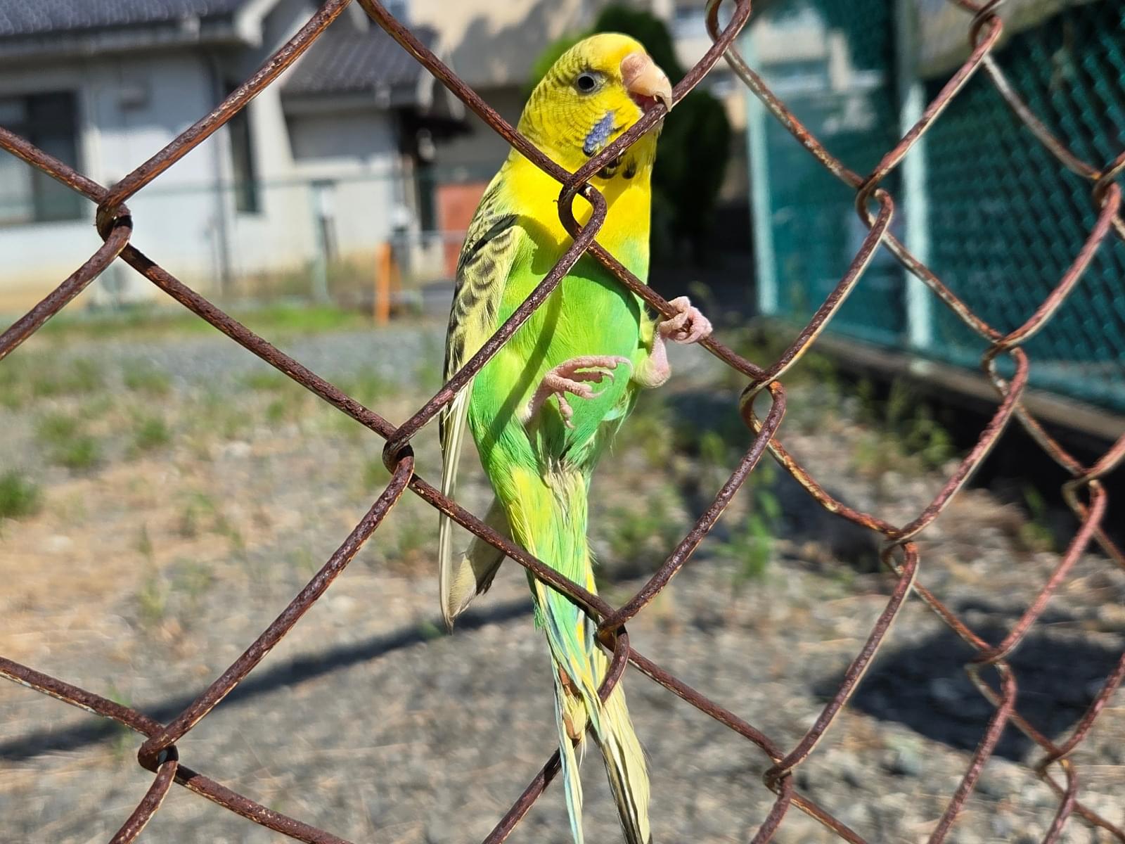 目撃された鳥 目撃された鳥