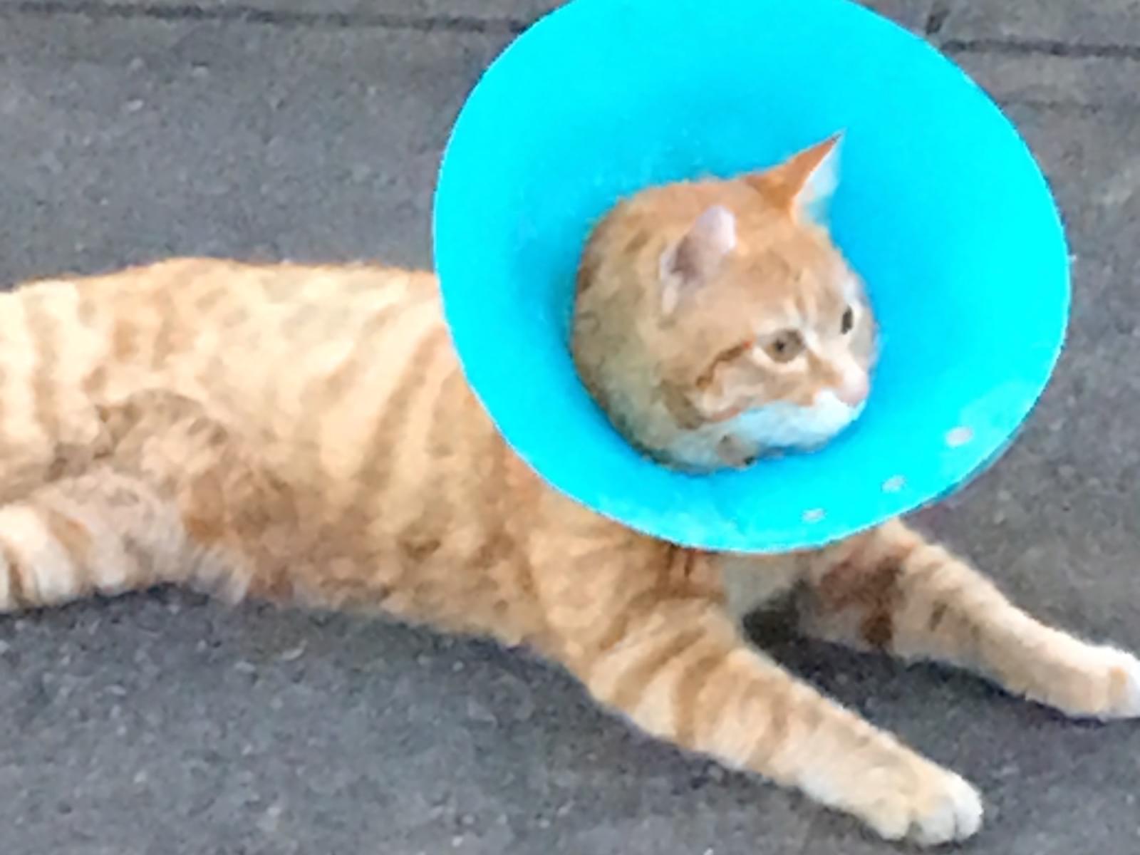 目撃された猫 目撃された猫