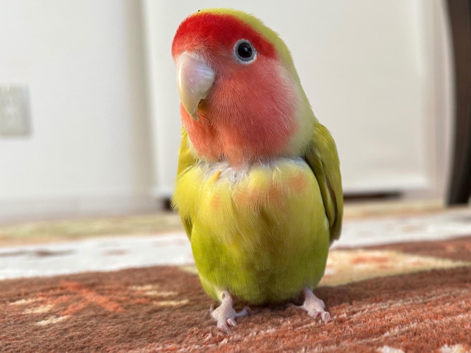 ちょこちゃん ちょこちゃん