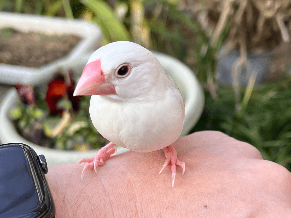ぴーちゃん ぴーちゃん