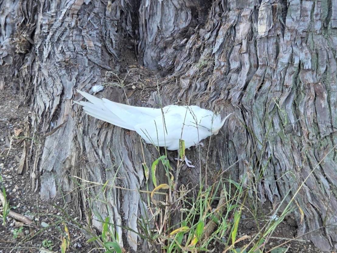 目撃された鳥 目撃された鳥