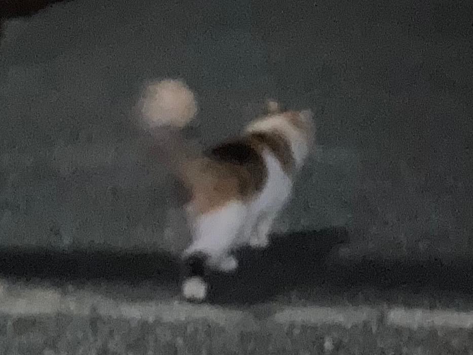 目撃された猫 目撃された猫