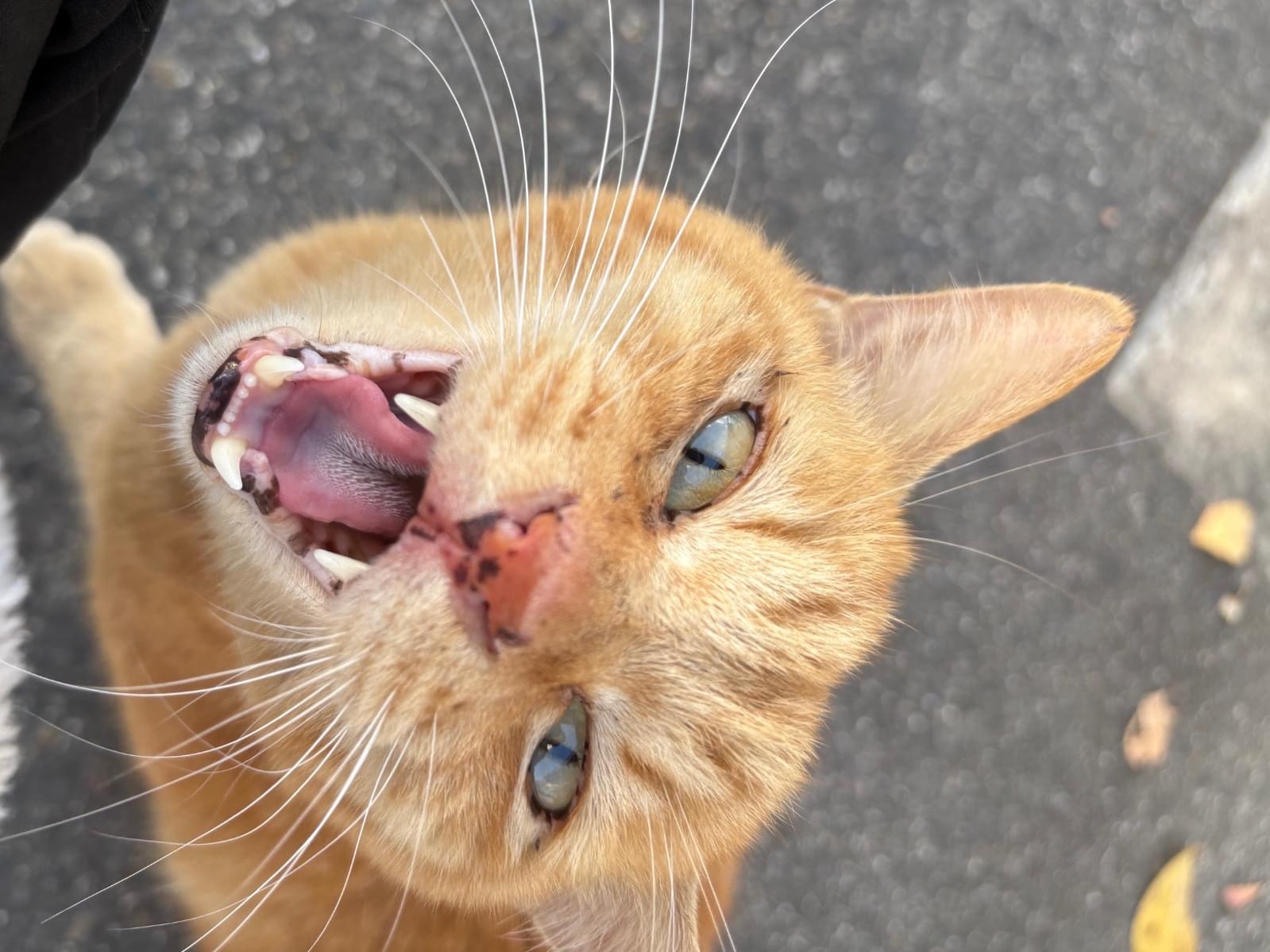 目撃された猫 目撃された猫