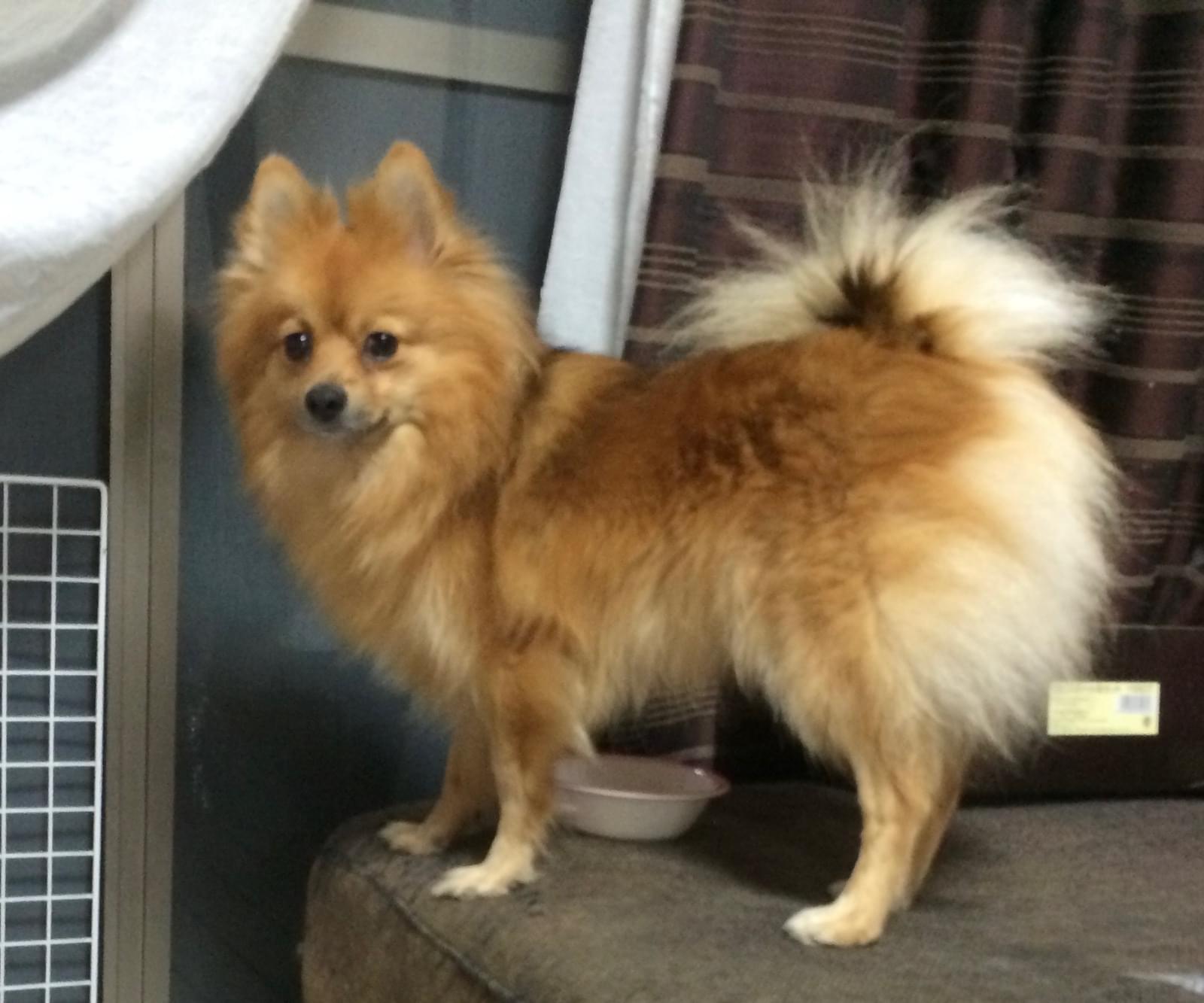 和泉市上町 茶色のポメラニアンを探しています 和泉市上町 茶色のポメラニアンを探しています