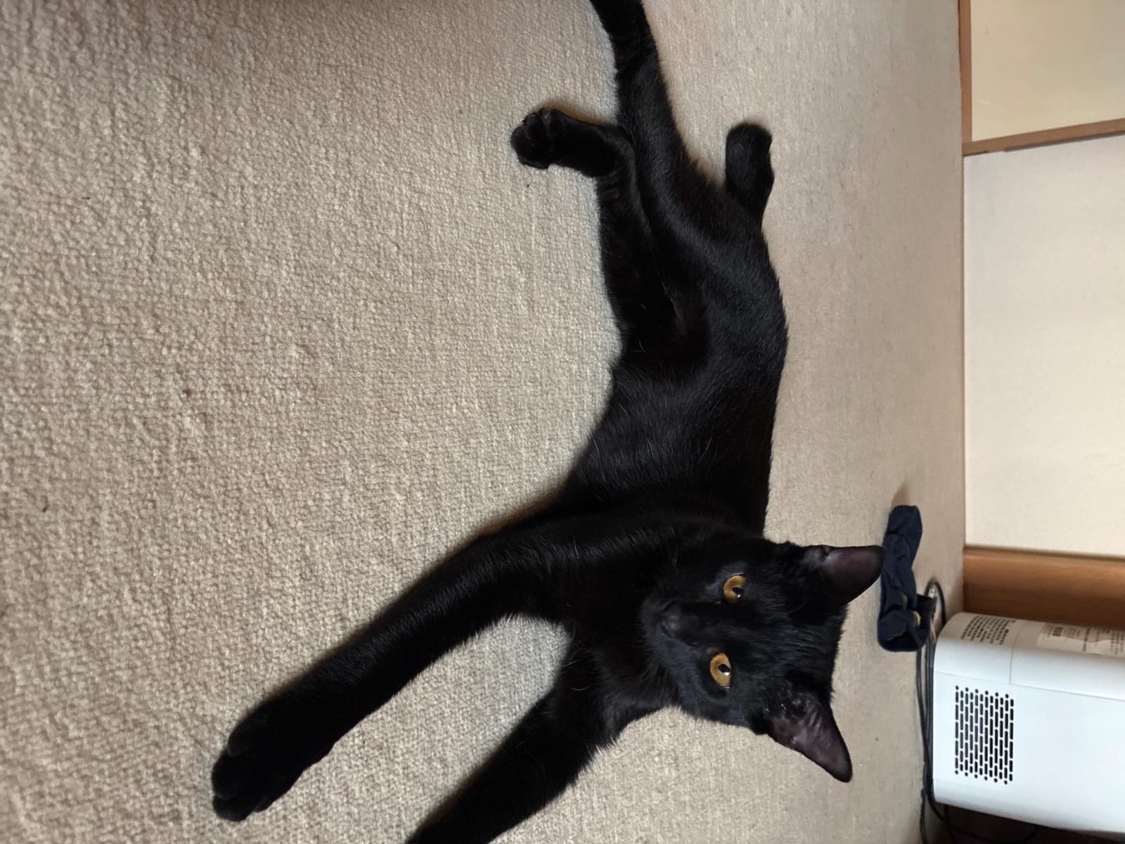 保護された猫 保護された猫