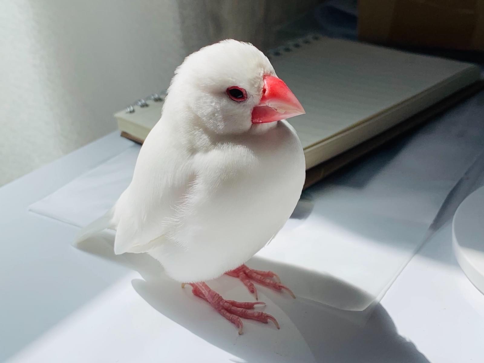 はるちゃん はるちゃん
