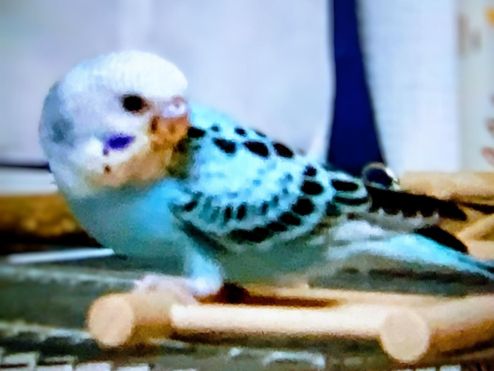 プクちゃん プクちゃん