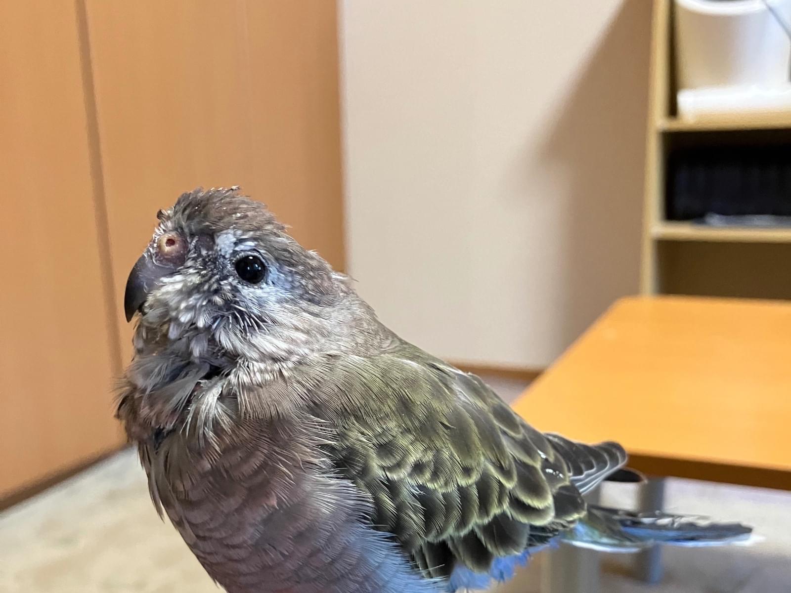 煌ちゃん 煌ちゃん