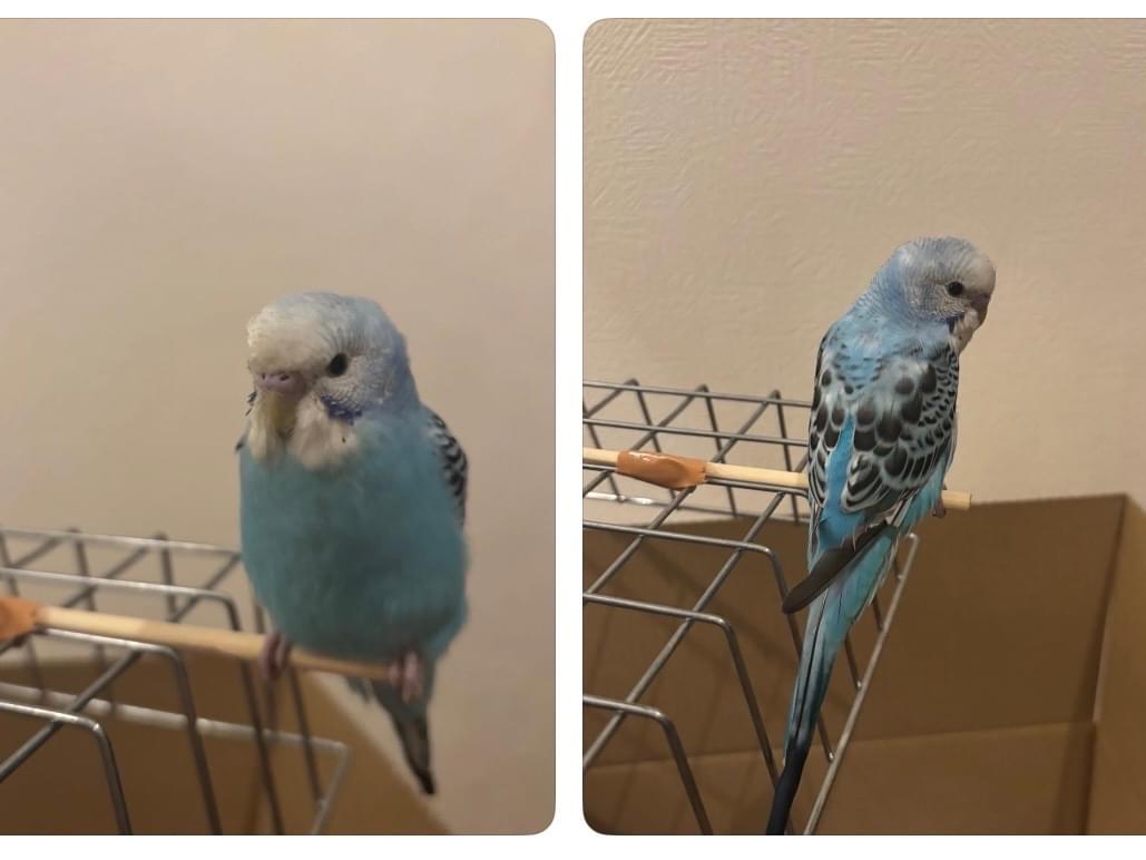 保護された鳥 保護された鳥