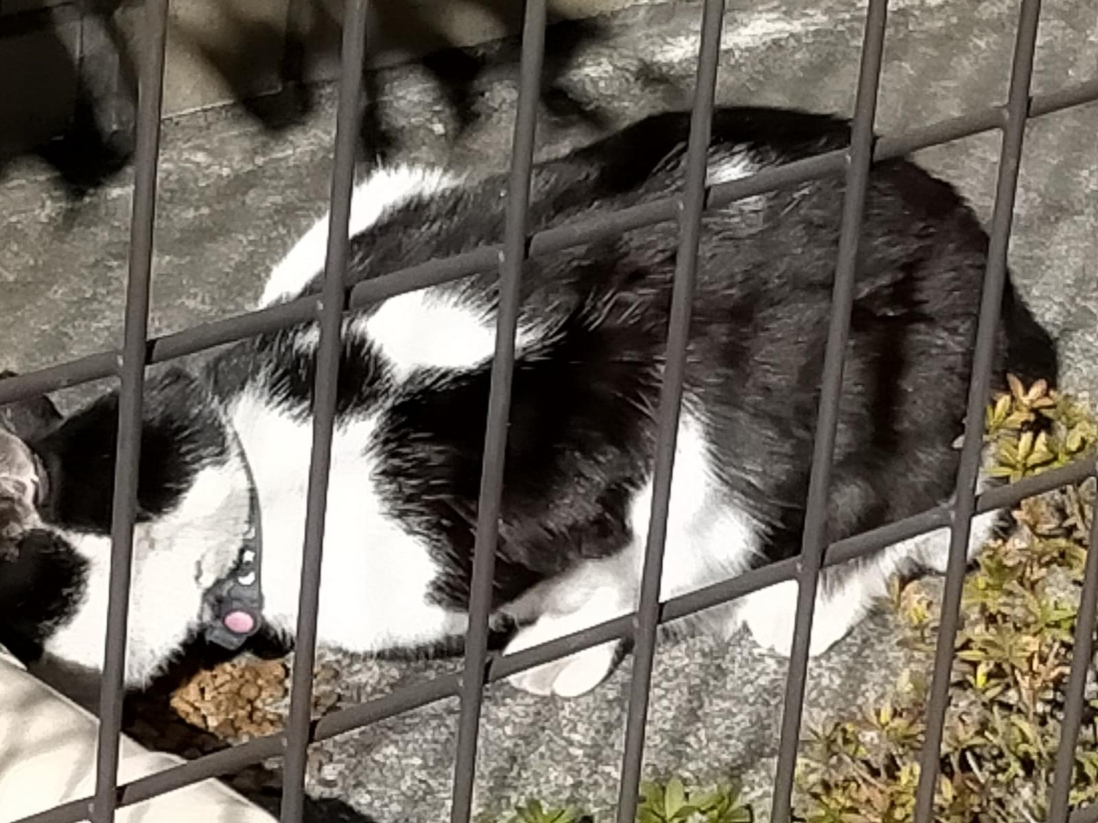 目撃された猫 目撃された猫