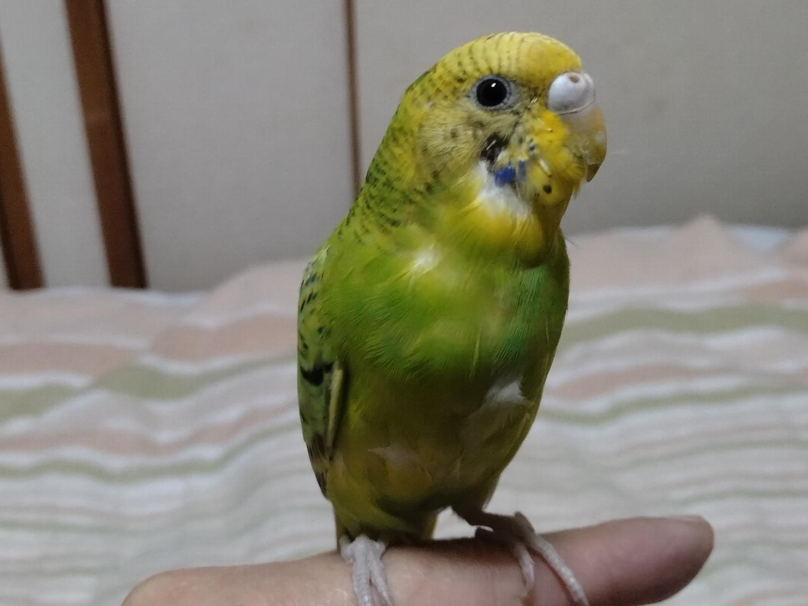 保護された鳥 保護された鳥