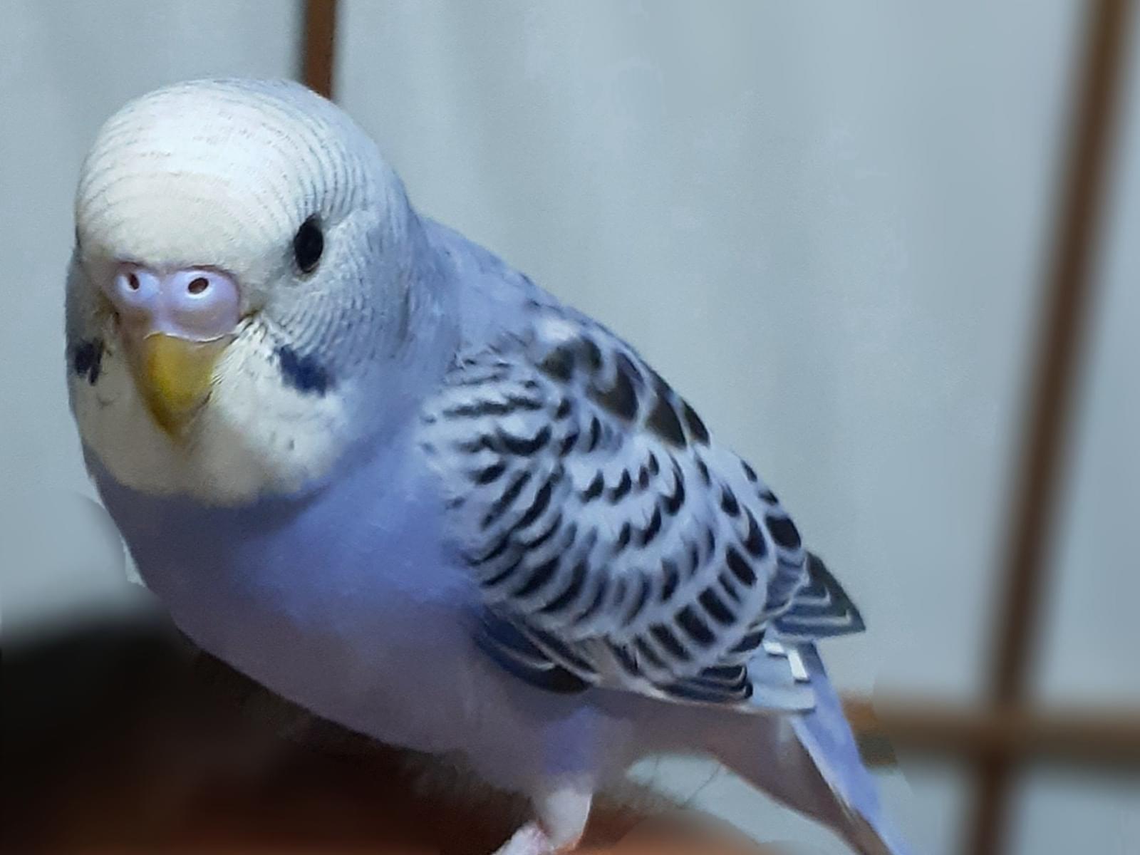 パトリックちゃん パトリックちゃん