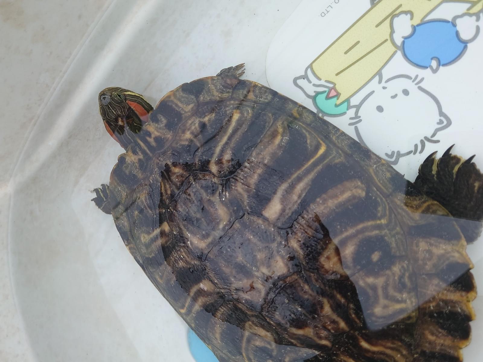 保護されたペット 保護されたペット