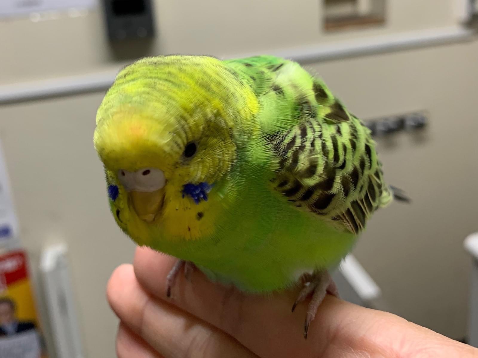 保護された鳥 保護された鳥